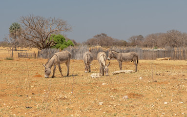 Esel als Nutztiere im n&ouml;rdlichen Namibia, Kavango Region, am Fluss Cubango