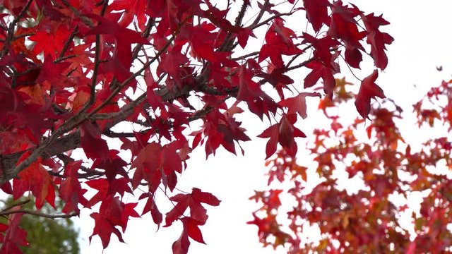 紅葉-Autumn leaves-01