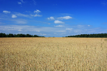 Yellow rye field