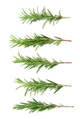 Fototapeta premium set of fresh rosemary on a white background