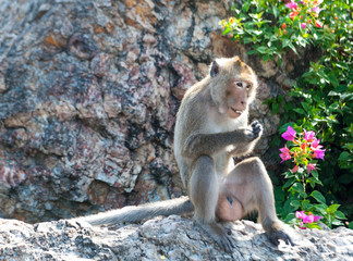 funny monkey in summer day