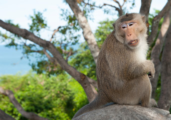 Fototapeta premium funny monkey in summer day