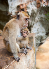 funny monkey in summer day