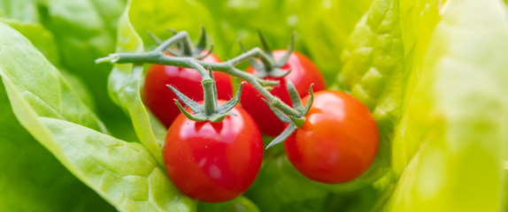 Cherry Tomaten im Salat