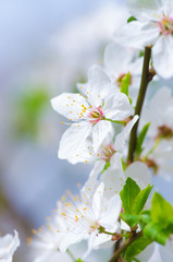 white cherry tree flower in spring