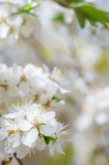 apple blossoms in spring on white background