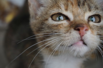 Curious cat looking weird