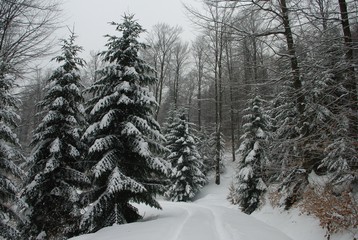 Las zimą © Zofia