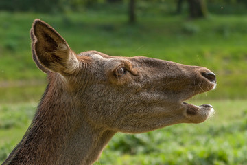 Rothirsch (Cervus elaphus)