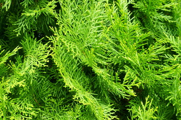 Natural needles backdrop. Beautiful green christmas leaves of Thuja trees