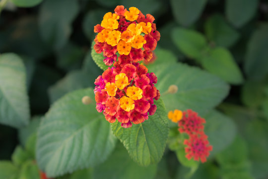 Fleurs color&eacute;es