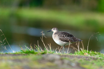 portrait of a male ruff (Calidris pugnax),Tromso,Norway