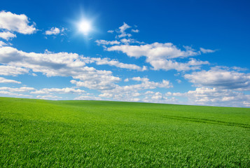 Image of green grass field and bright blue sky