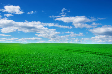 Image of green grass field and bright blue sky