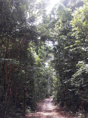 Amazon trail