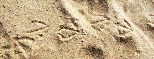 Natural background with traces of gulls on the sand.
