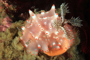 Halgerda Batangas Nudibranch Laying Eggs. Anilao, Philippines © Daniel Lamborn