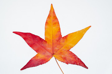 Ahorn Herbstblatt isoliert auf weiss