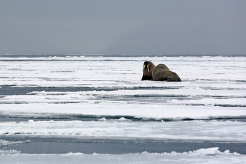 Two Walruses on the Ice, outside Spitsbergen. Svalbard, Norway