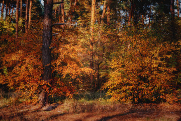  autumn forest