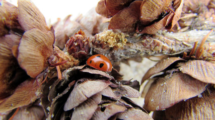 Natural background with pine cones and ladybug.