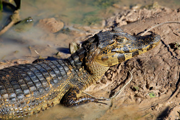 Close-up of a Yacare Caiman (Caiman yacare) Lying in Mud. Rio Claro, Pantanal, Brazil