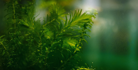 Aquatic plant - elodea in aquarium. Selective focus.