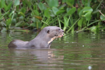 Giant Otter sticking out tongue