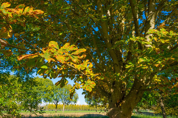 Trees in a field in fall colors in sunlight in autumn