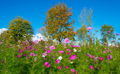 Fototapeta premium Flowers and trees in a field in autumn colors in sunlight at fall