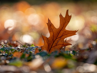 Autumn oak leaf closeup. Autumn oak leaf on ground. Autumn leaf closeup.