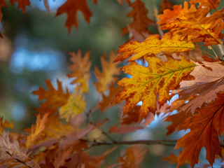 Autumn oak leaves. Autumn leaves closeup. 