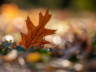 Autumn oak leaf closeup. Autumn oak leaf on ground. Autumn leaf closeup.