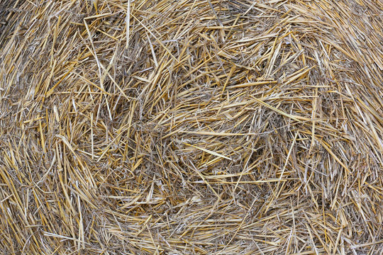 Straw from cereals as a natural background