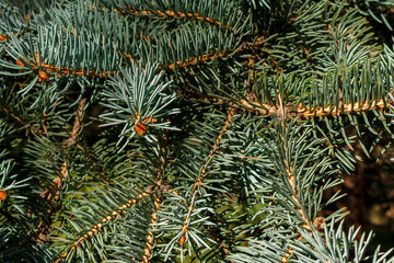 Naklejka na ściany i meble background of blue spruce in autumn. Gray green branches of Picea pungens for new year and Christmas greeting cards.