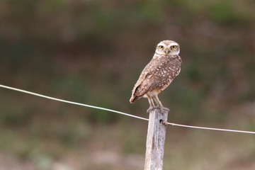 Burrowing Owl on the Pantanal