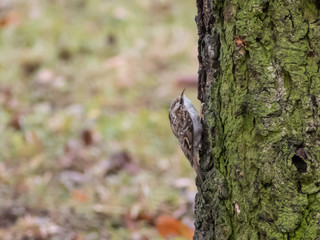 Short-toed treecreeper on the tree.