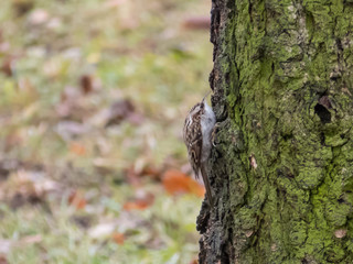 Obraz premium Short-toed treecreeper on the tree.