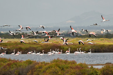 Flamingos bei Campos, Mallorca 02