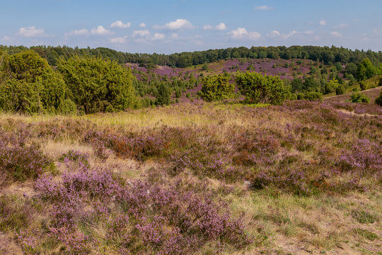 heathland L&uuml;neburger Heide