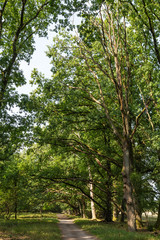 Obraz premium heathland Lüneburger Heide