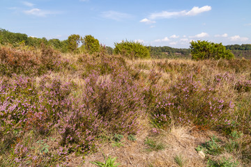 Fototapeta na wymiar heathland Lüneburger Heide
