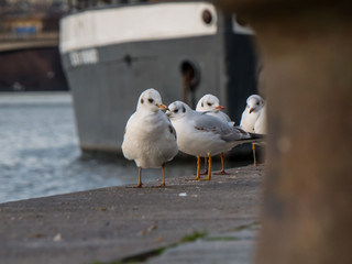 Gulls on the river bank. Gulls by Vltava in Prague.