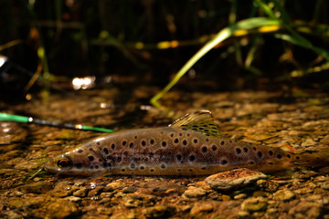wild brown trout
