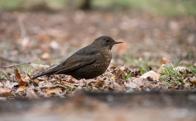 Thrush on the ground. Common blackbird on the ground.