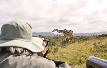 Woman taking pictures of a giraffe at a safari tour in South Africa during a warm sunrise. © deep in documentary