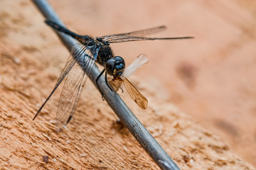 Predatory insect black dragonfly sits on a piece of wire and eats a large moth
