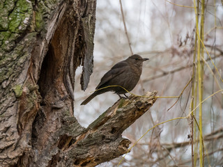 Thrush in the tree. Common blackbird on the tree.