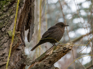 Thrush in the tree. Common blackbird on the tree.