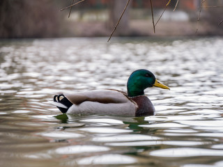 Mallard on the water. Wild duck on the lake.